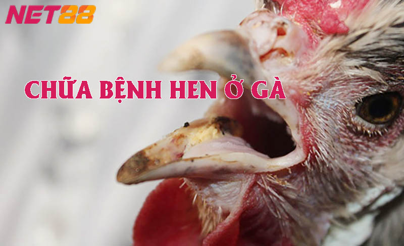 Bật mí phương pháp chữa bệnh hen ở gà