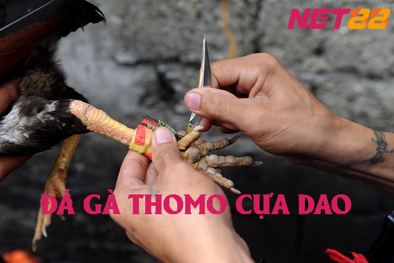 Giải thích chi tiết về đá gà thomo cựa dao