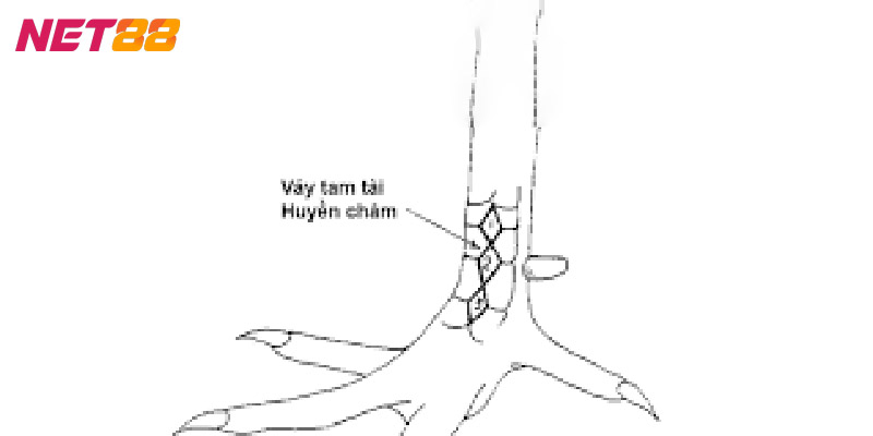 Dấu hiệu nhận biết vảy gà huyền trâm