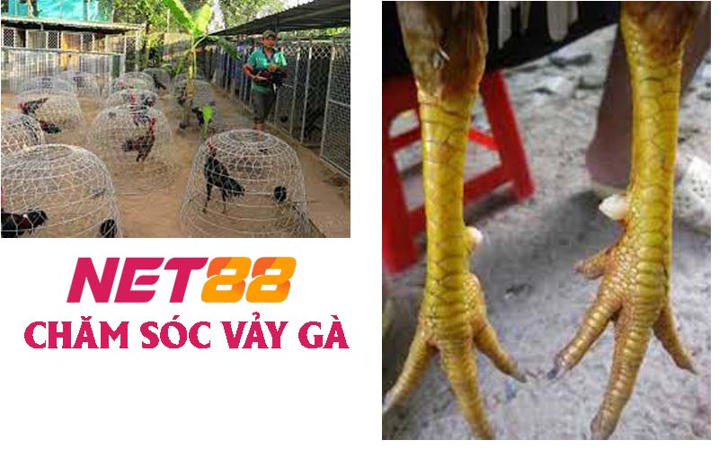 Quy trình chăm sóc gà có vảy đặc biệt