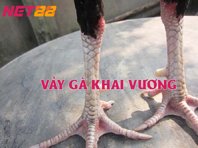 Đặc điểm nhận dạng vảy gà khai vương