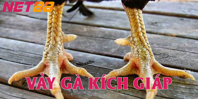 Giới thiệu tổng quan về vảy gà kích giáp