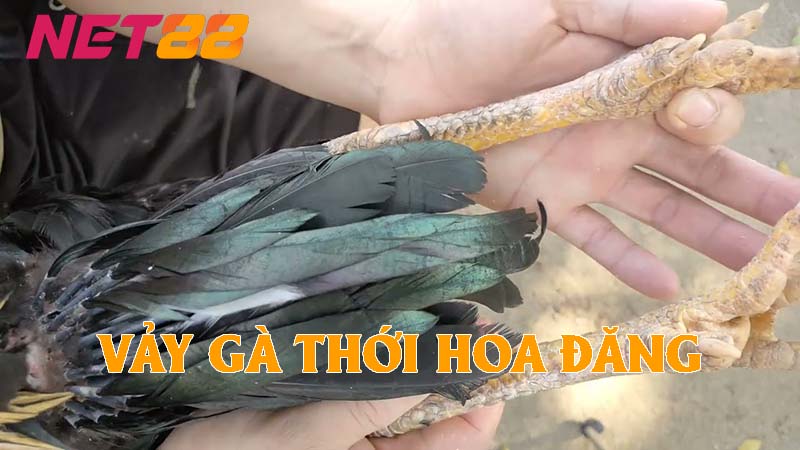 Vảy gà thới hoa đăng là gì?