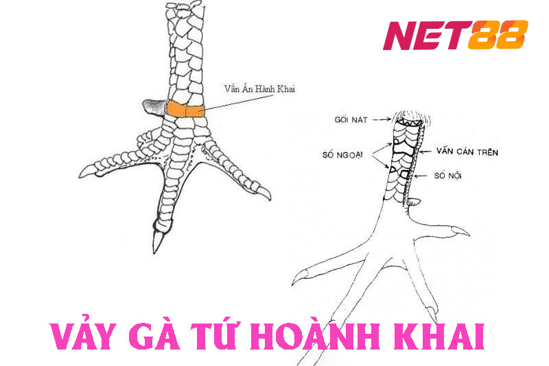 Vảy gà tứ hoành khai là gì?